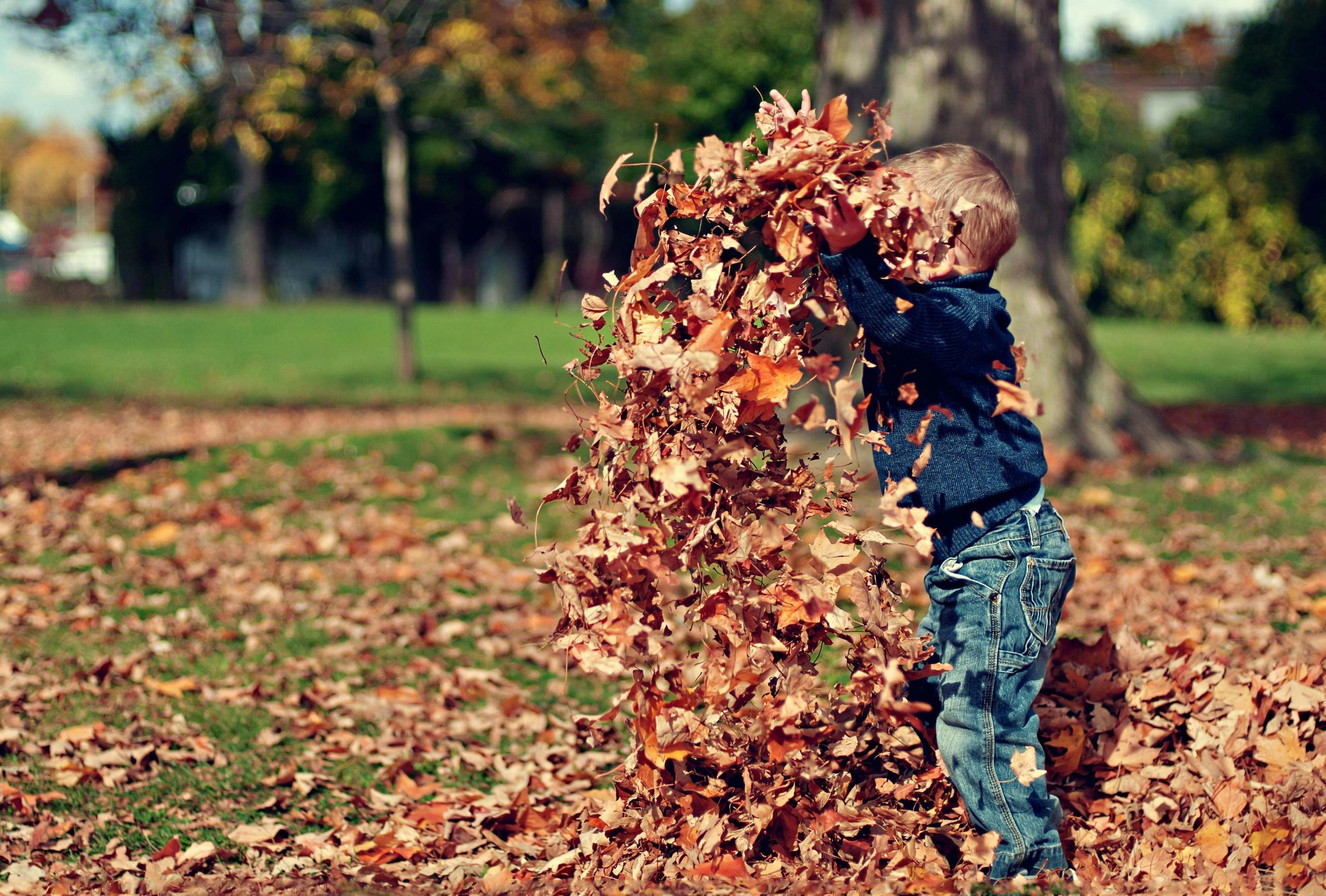 A child throwing autumn leaves into the air.