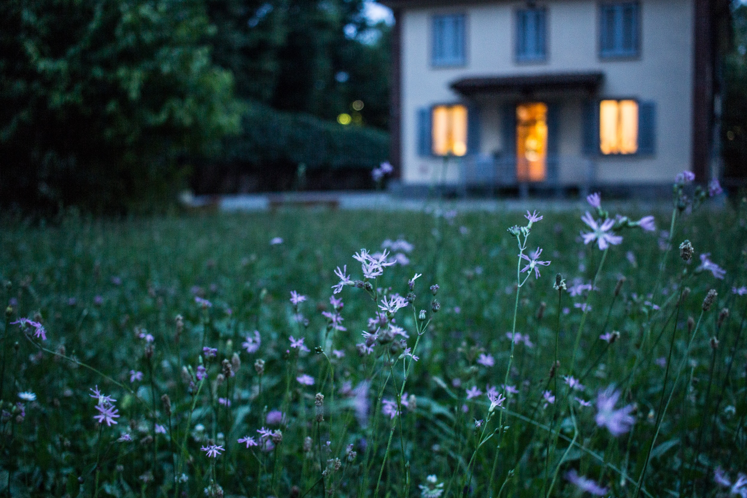 Wildflowers in front of a house with illuminated windows.